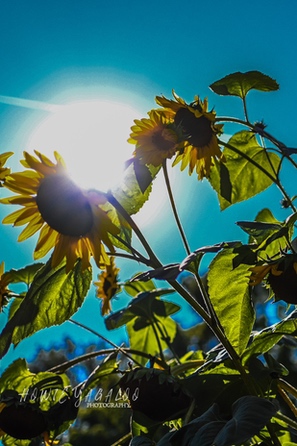 Die Sonnenblumen im Botanischen Garten Berlin. Foto (c) Michael Weiner